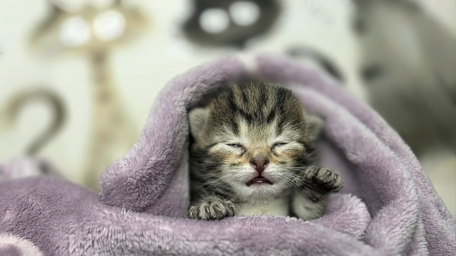 Erste Hilfe an der Katze